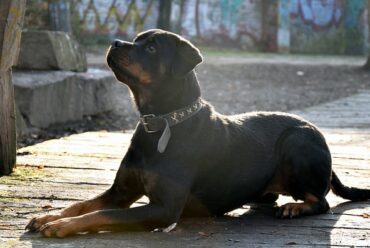 Raza de perro: Rottweiler y sus características