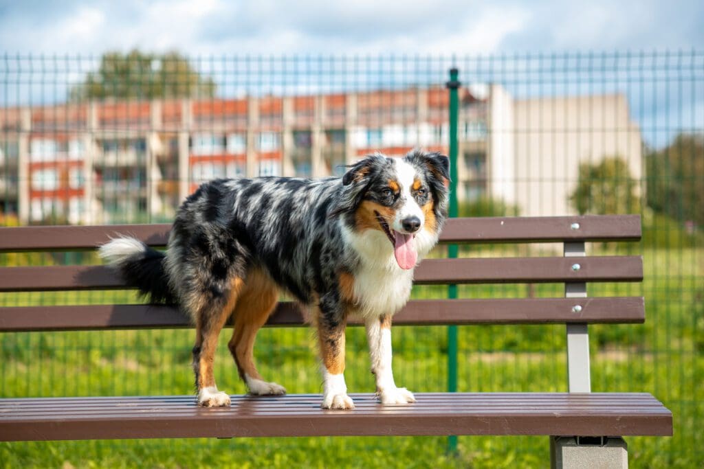 raza pastor australiano ovejero