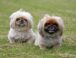 Raza de perro: Pekinés y sus características