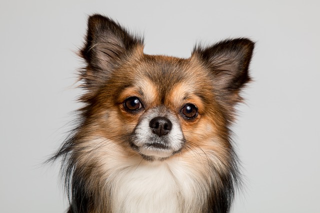Raza Perro Chihuahua