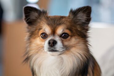  Raza de perro: Chihuahua y sus características