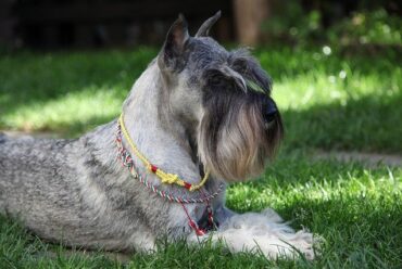 Raza de perro: Schnauzer miniatura y sus características