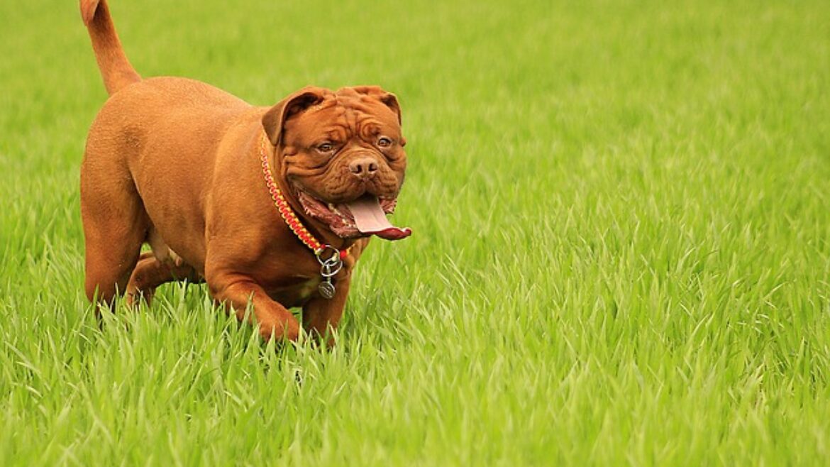 Raza de perro: Dogo de Burdeos y sus características
