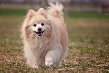 Raza de perro: Pomerania y sus características