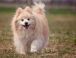 Raza de perro: Pomerania y sus características
