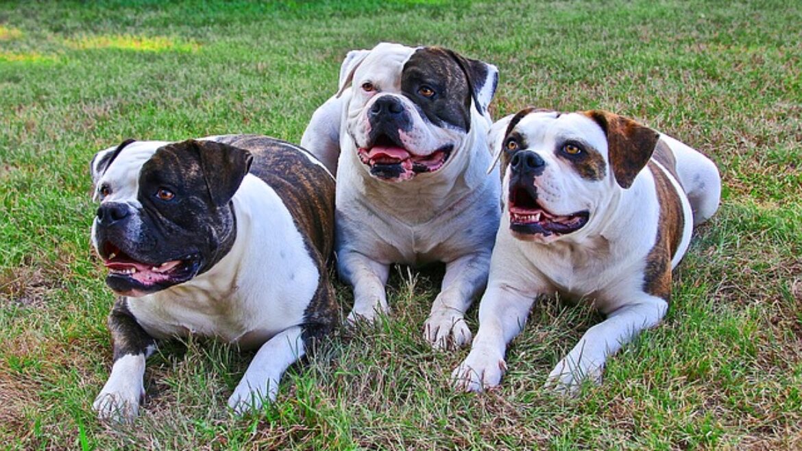 Raza de Perro: Bulldog Americano y sus Características