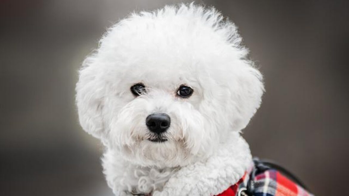 Raza de Perro: Bichón Frisé y sus características