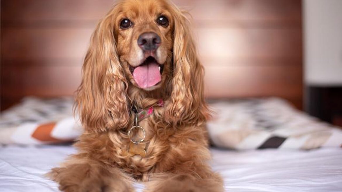 Raza de Perro: Cocker Spaniel Inglés y sus características
