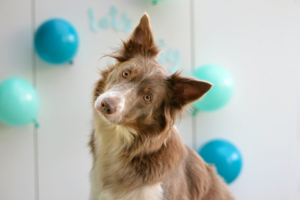 Raza de perro Border Collie