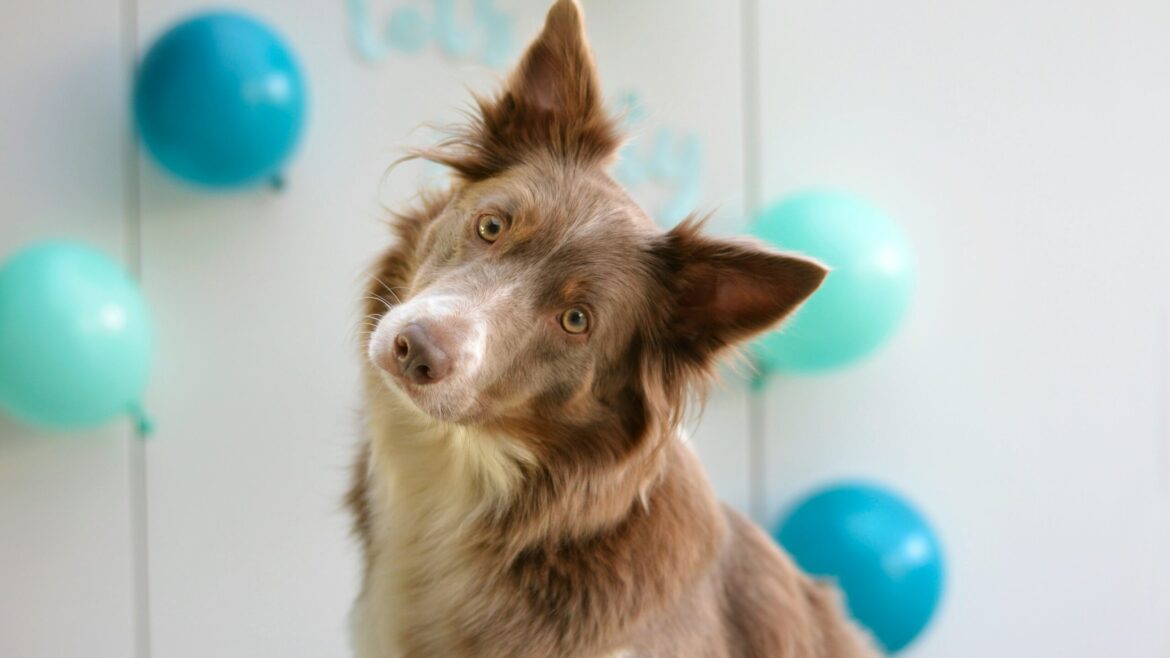 Raza de perro Border Collie