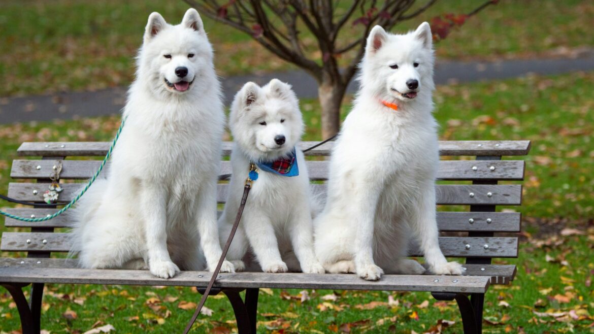 Raza de Perro: Samoyedo y sus características