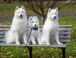 Raza de Perro: Samoyedo y sus características