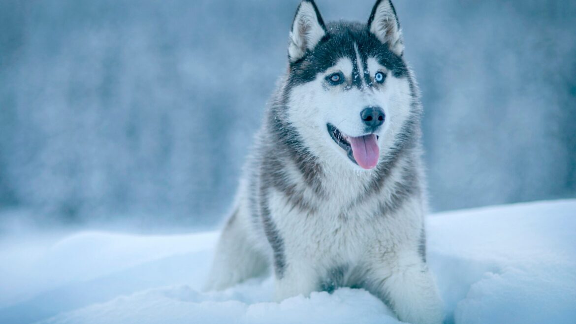 Raza de perro: Husky Siberiano y sus características