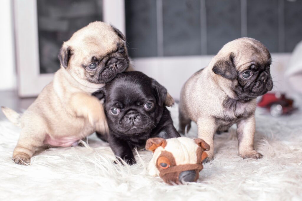 Raza de Perro: Pug y sus características