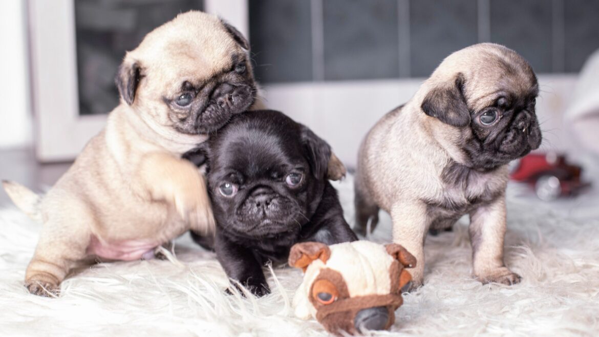 Raza de Perro: Pug y sus características