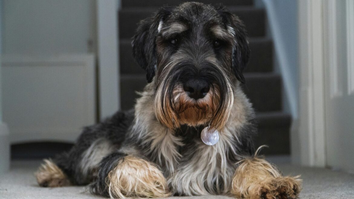 Raza de Perro: Schnauzer Gigante y sus características