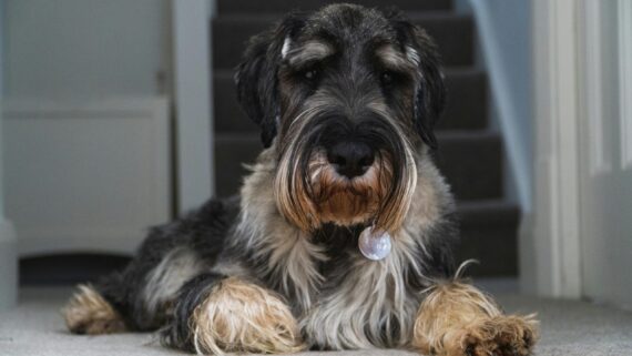 Raza de Perro: Schnauzer Gigante y sus características