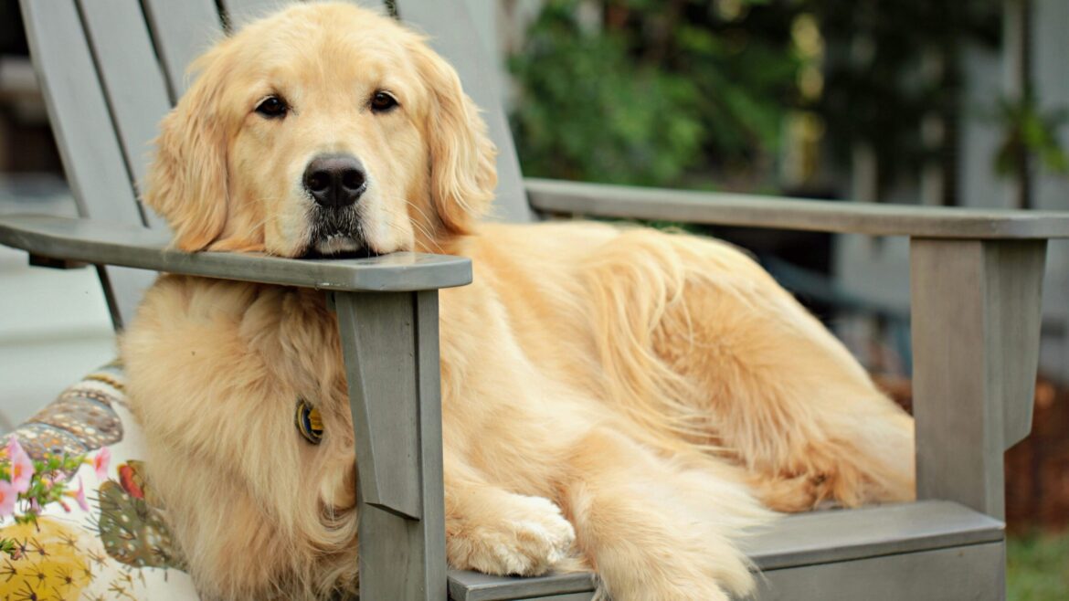 Raza de Perro: Golden Retriever y sus características