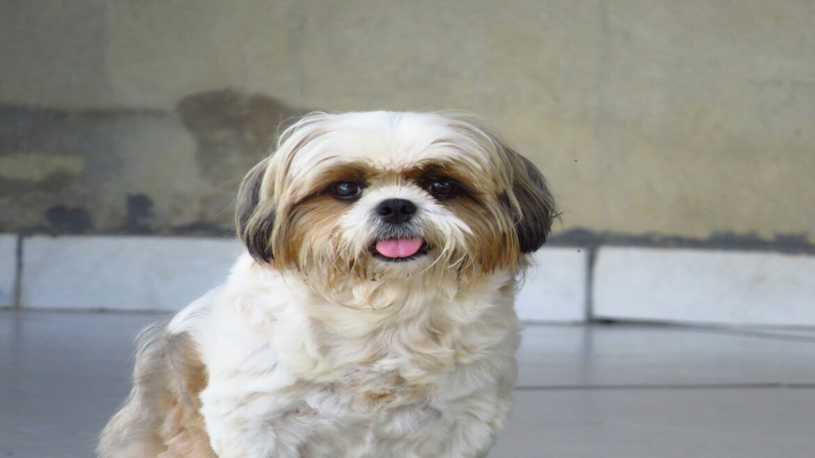 Raza de Perro: Shih Tzu y sus características
