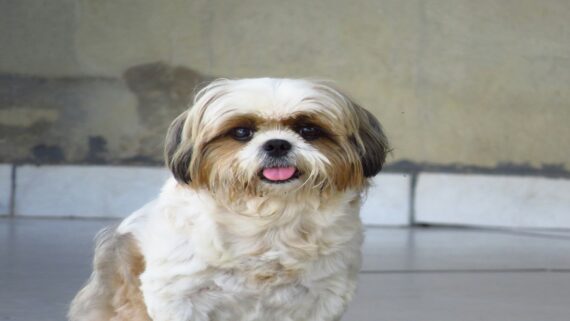 Raza de Perro: Shih Tzu y sus características