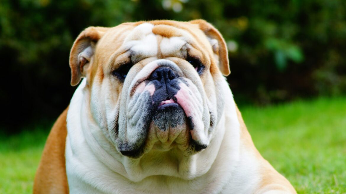 Raza de Perro: Bulldog Inglés y sus características
