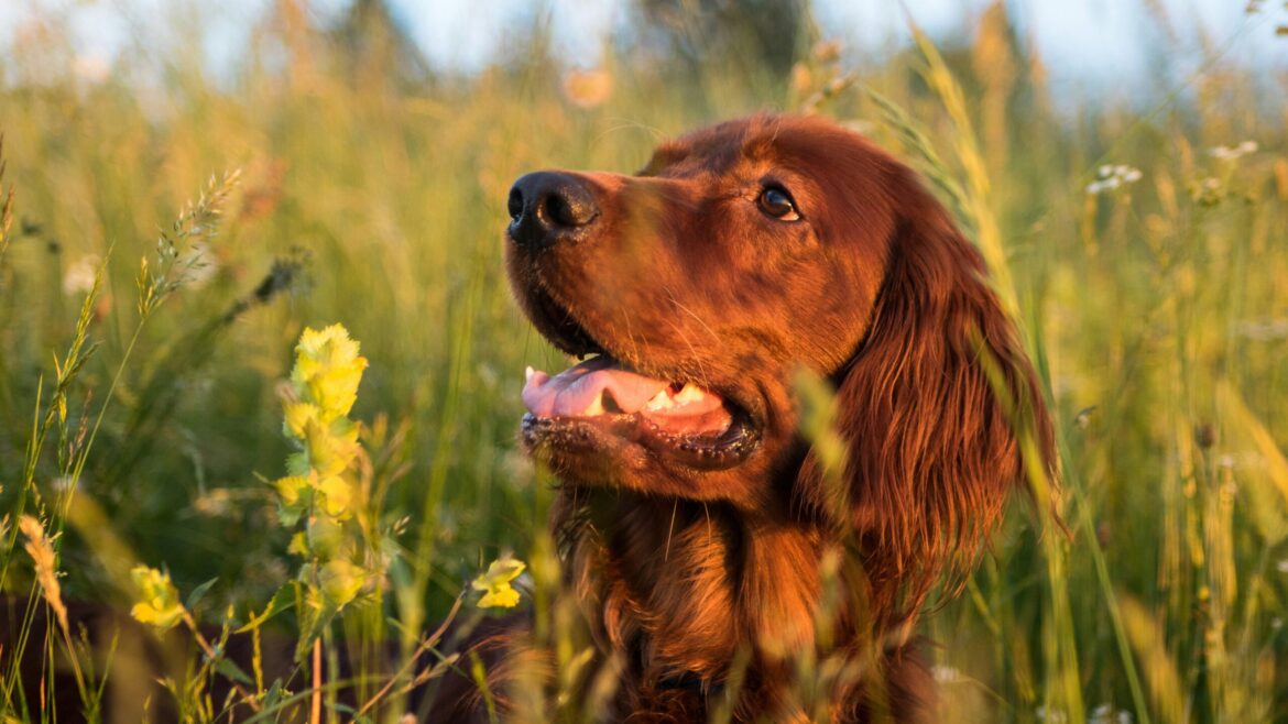 Raza de Perro: Setter Irlandés y sus características