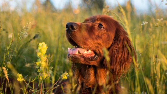 Raza de Perro: Setter Irlandés y sus características