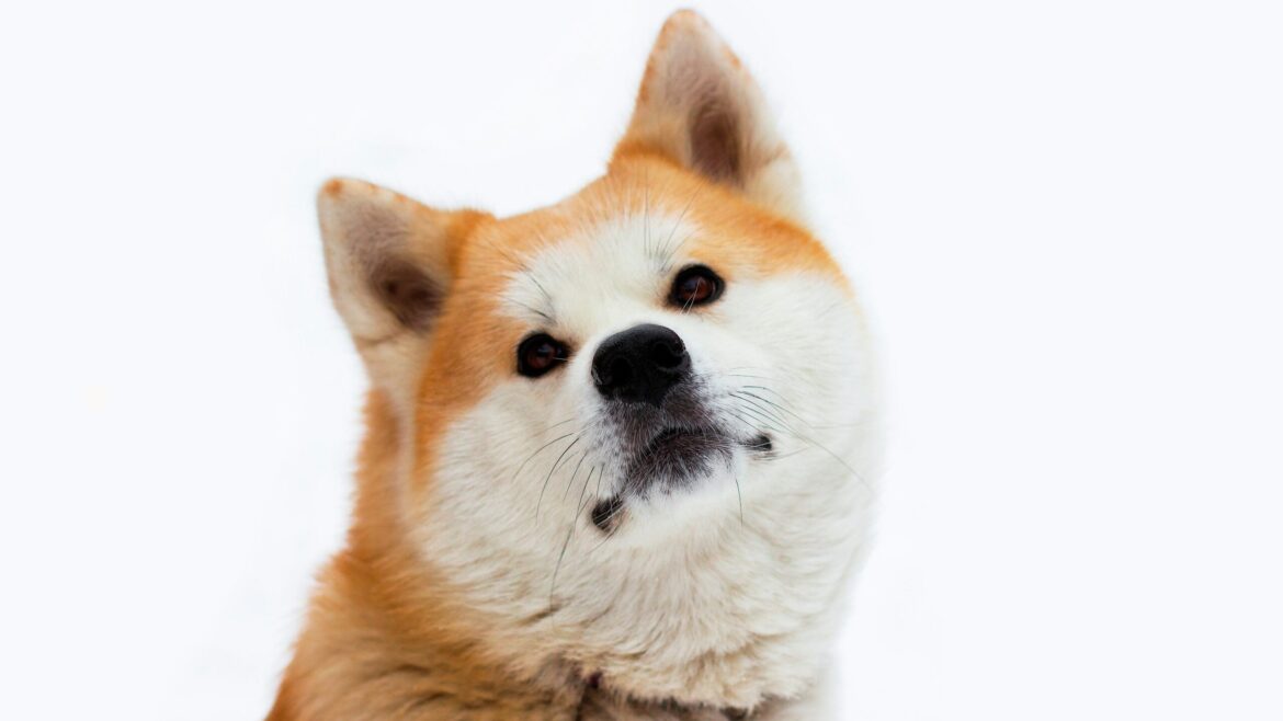 Raza de Perro: Akita Japonés y sus características