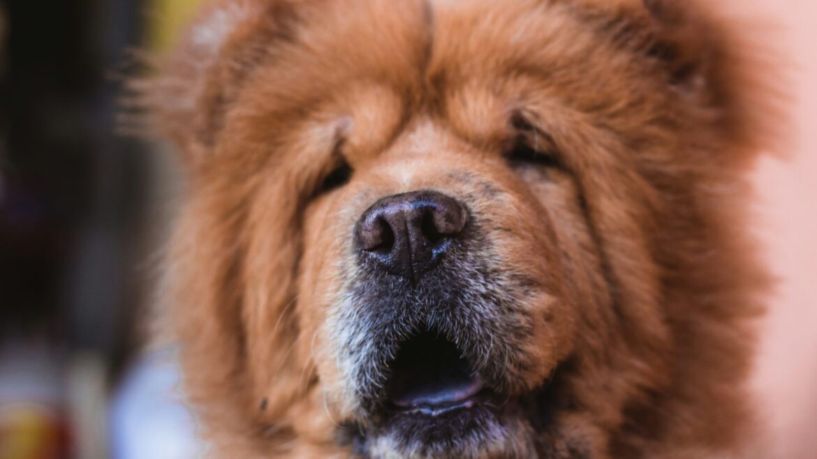 Raza de Perro: Chow CHOW y sus características