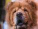Raza de Perro: Chow Chow y sus características