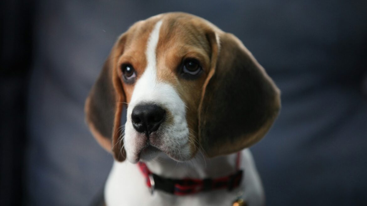 Raza de Perro: Beagle y sus características