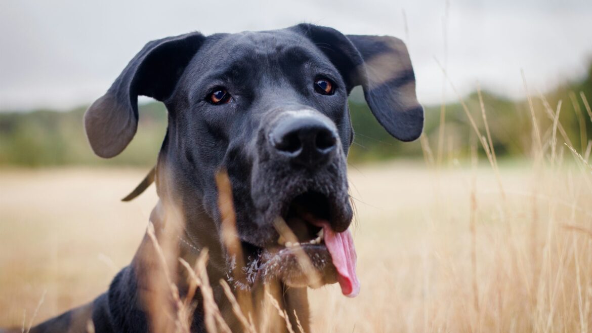 Raza de Perro: Gran Danés y sus características