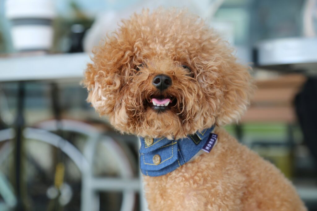 Raza de Perro: Caniche o Poodle y sus características