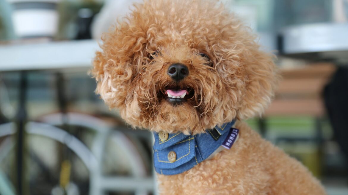 Raza de Perro: Caniche o Poodle y sus características