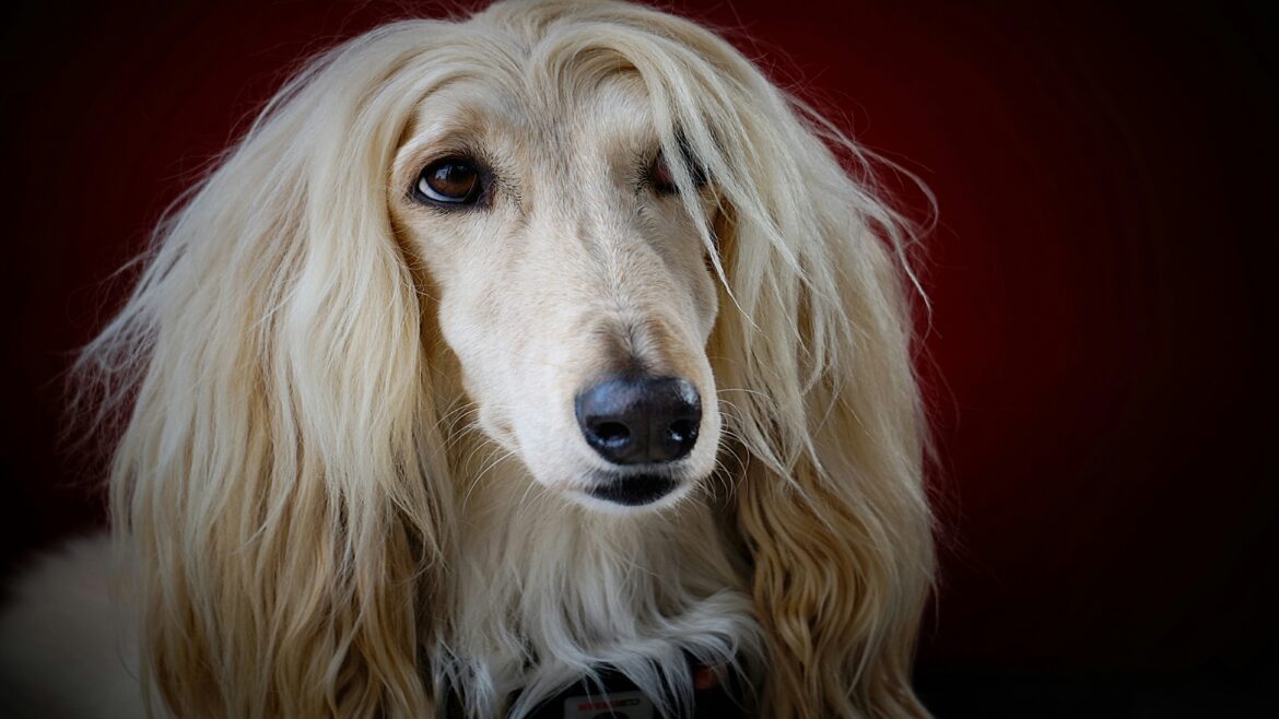 Raza de Perro: El Galgo Afgano o Lebrel Afgano y sus características