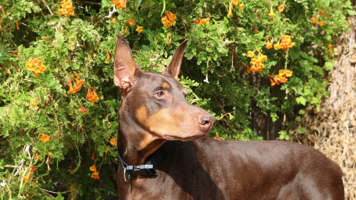 Raza de Perro: Dóberman y sus características