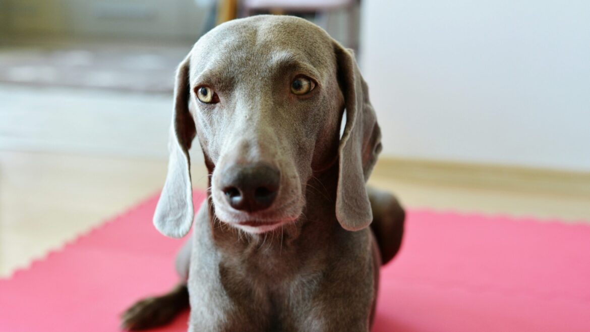 Raza de Perro: El Braco de Weimar o Weimaraner y sus características