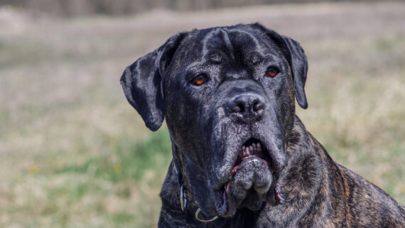 Raza de Perro: Mastín Inglés o Mastiff y sus características