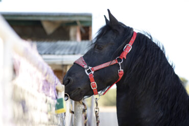 Raza de Caballo: Caballo Frisón