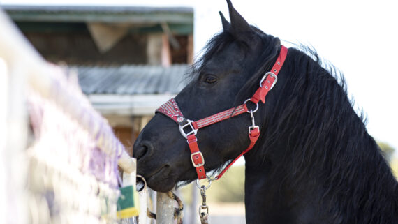 Raza de Caballo: Caballo Frisón
