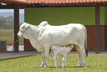 Raza de Vacas Brahman