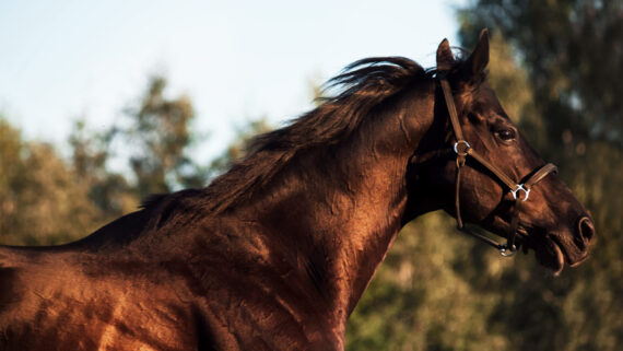 Raza de Caballo  Pura Sangre 
