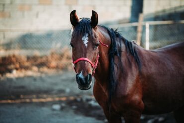 Raza de Caballo Árabe