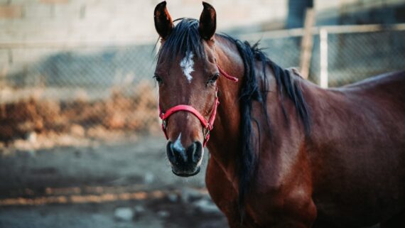 Raza de Caballo Árabe