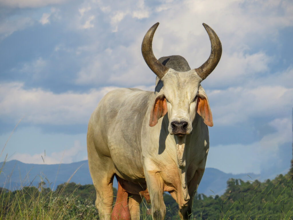 vacas guzera