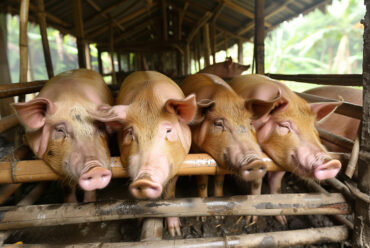 Razas de Cerdos Duroc