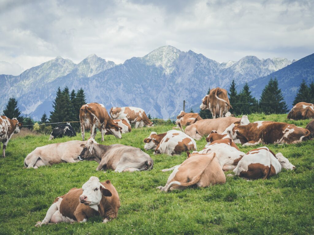 vacas simmental