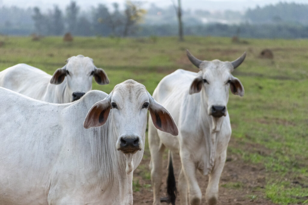 vacas brahma