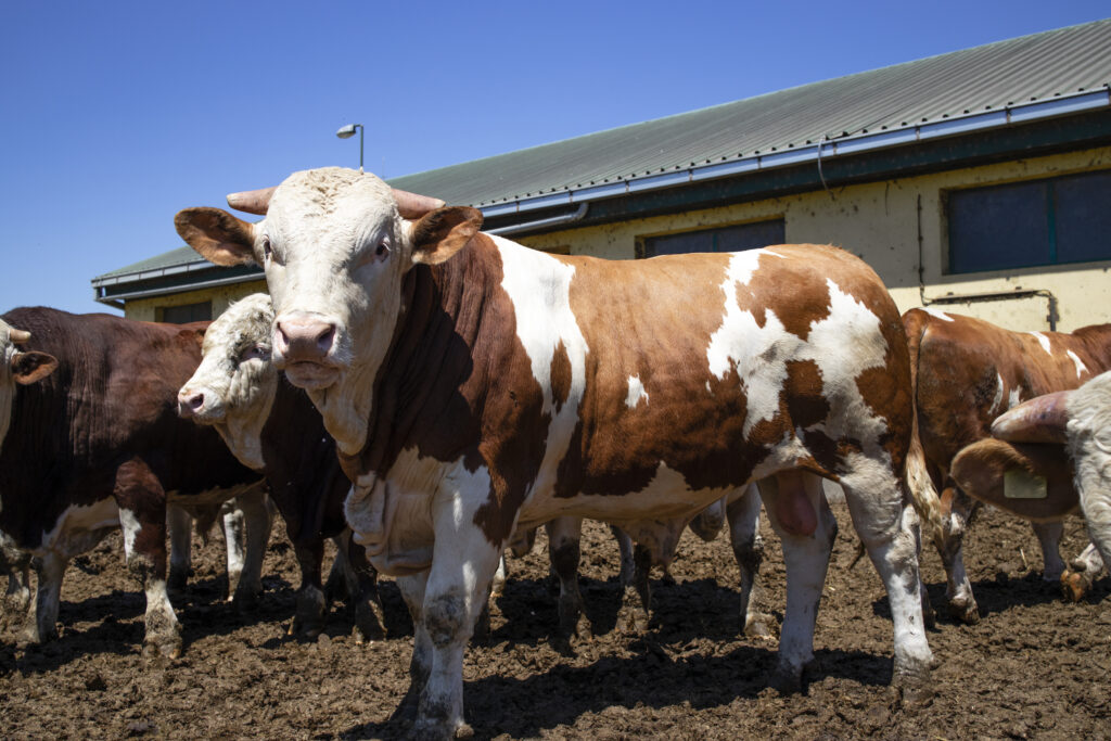 raza vacas simmental