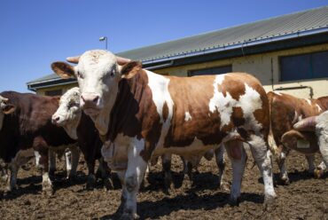 Raza de Vacas Simmental